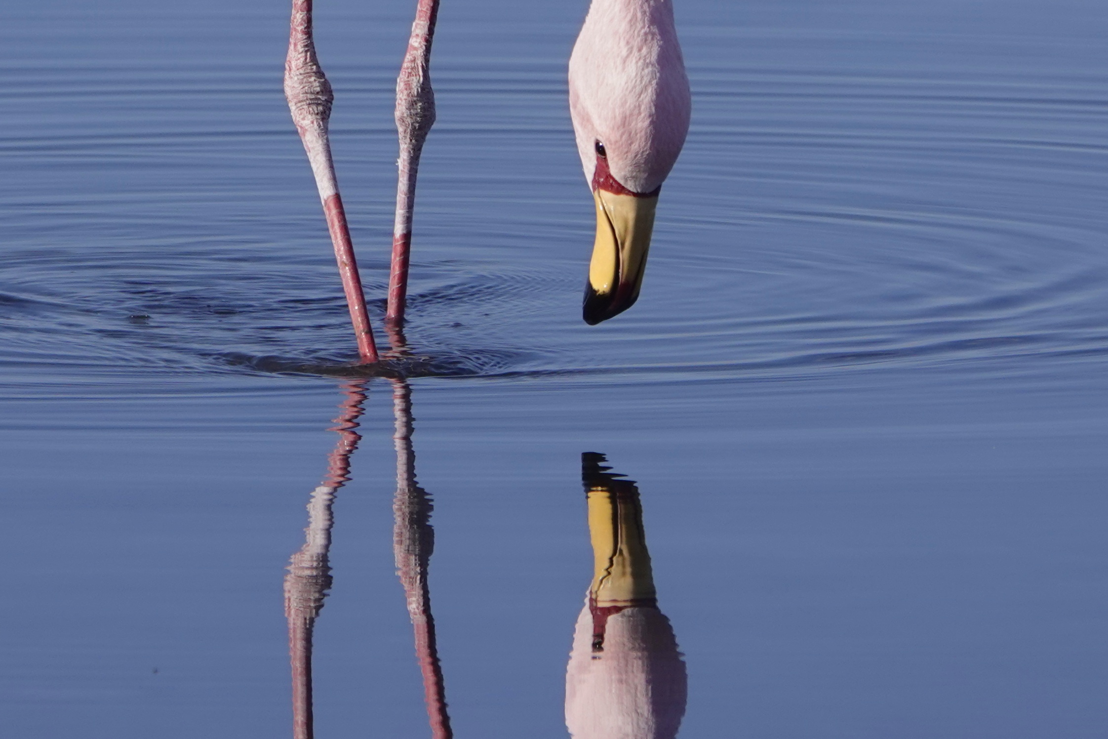Flamant et reflet